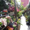 Mickey Hargitay Plants gift card